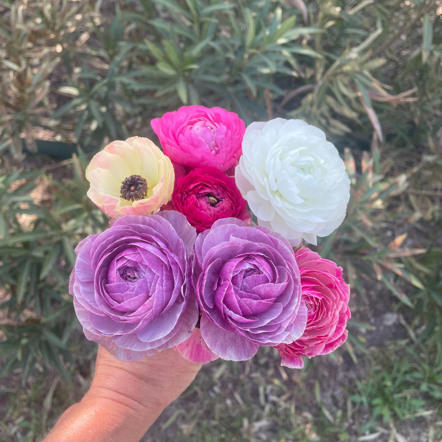 Specialty Flower Class