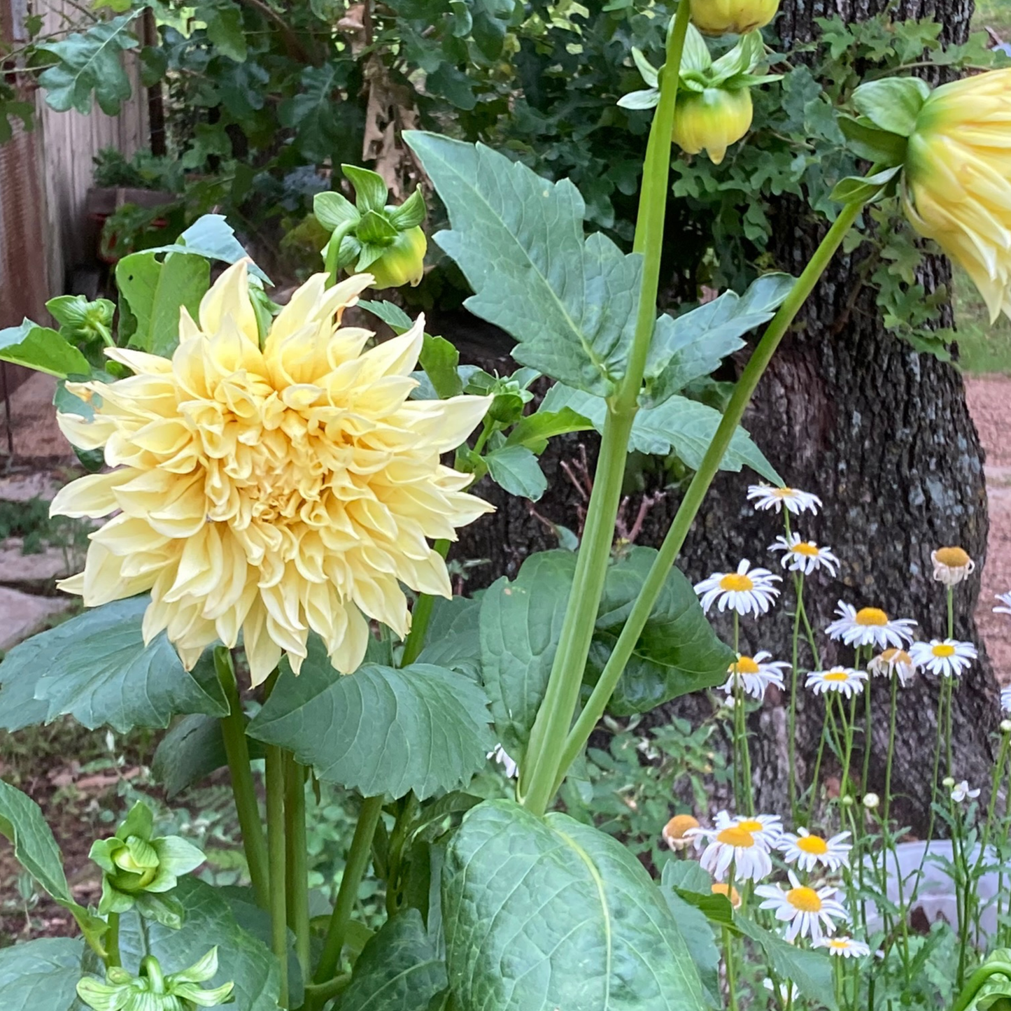 Specialty Flower Class